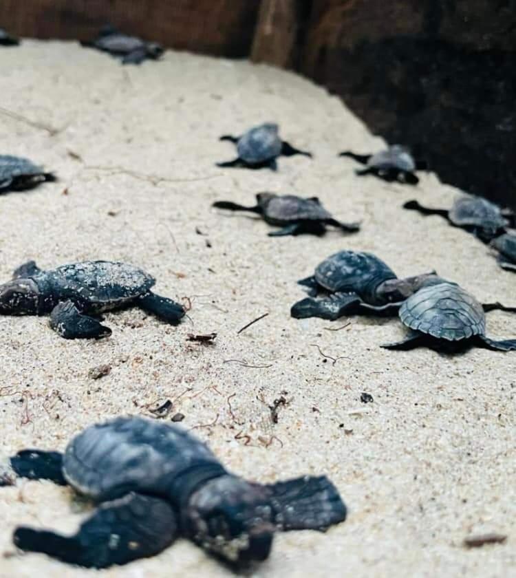 Jk House Turtle Point Hotel Dikwella Ngoại thất bức ảnh