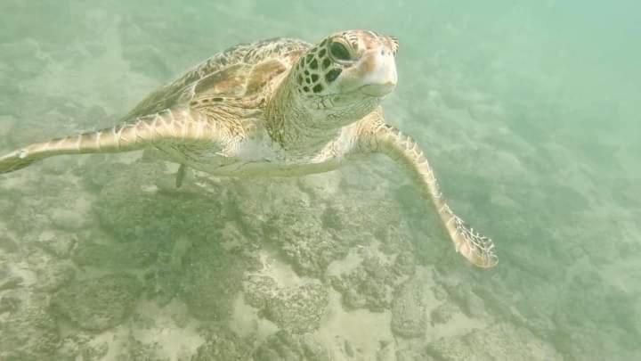 Jk House Turtle Point Hotel Dikwella Ngoại thất bức ảnh